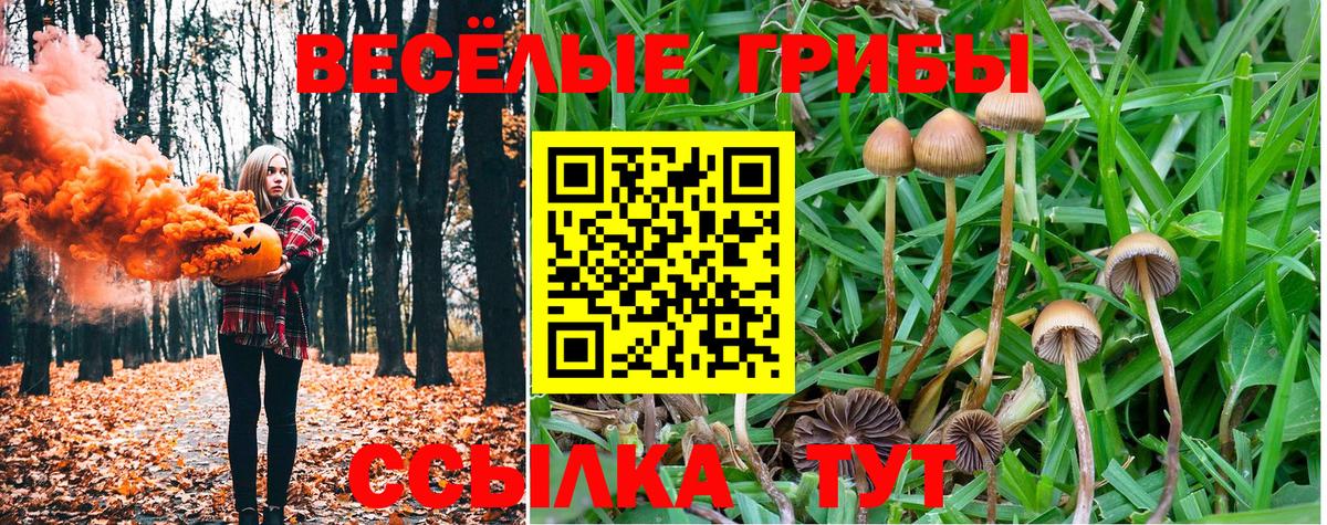 Ачхой-Мартан  Псилоцибиновые грибы Magic Shrooms  Вход с VPN 